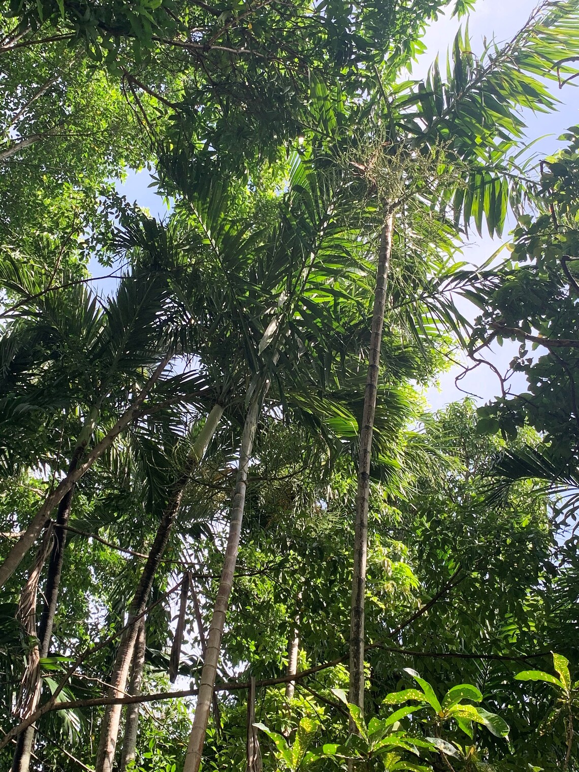 Fresh Organically Grown Palm Tree Seedlings Etsy