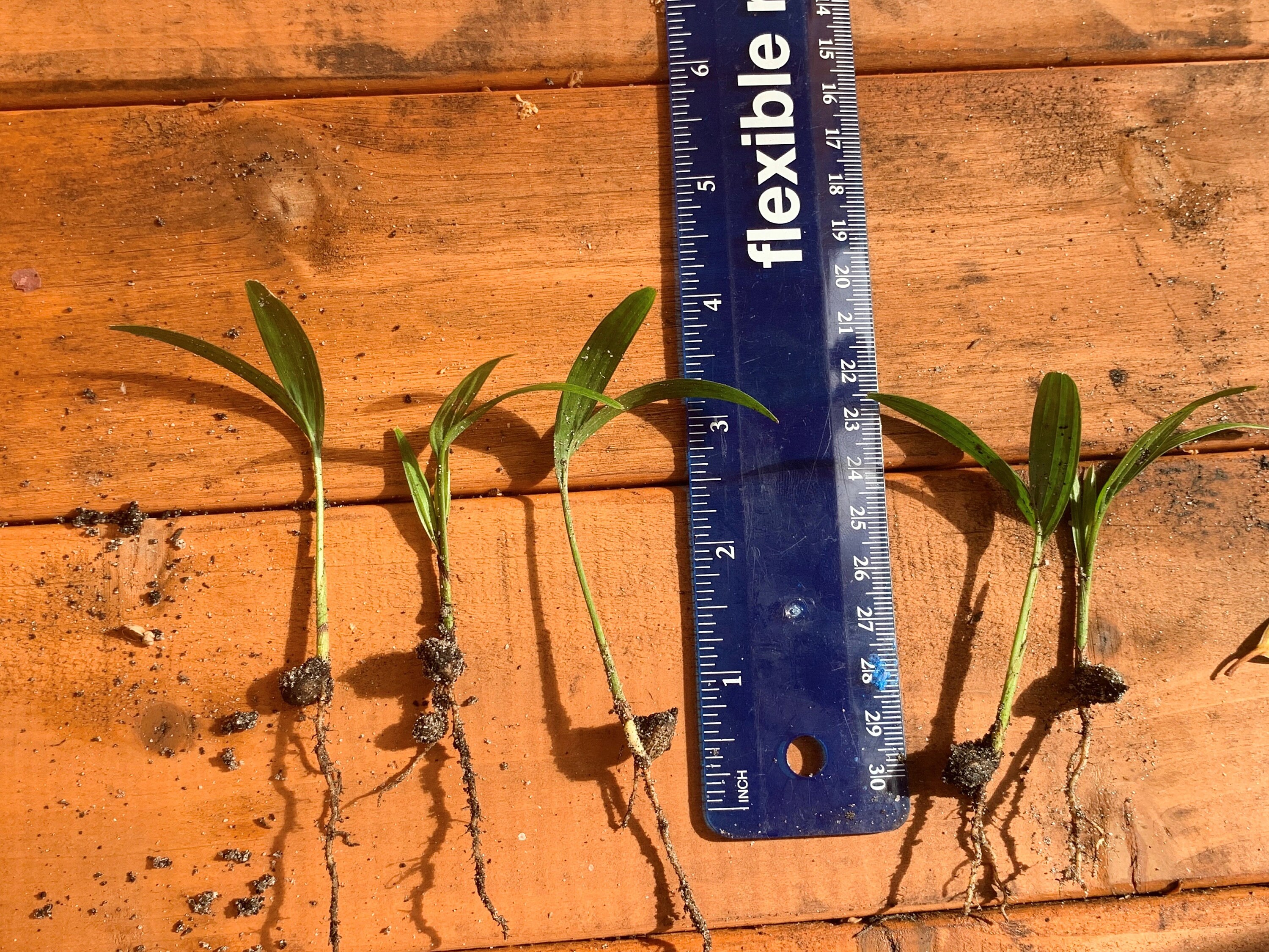 Fresh Organically Grown Palm Tree Seedlings Etsy