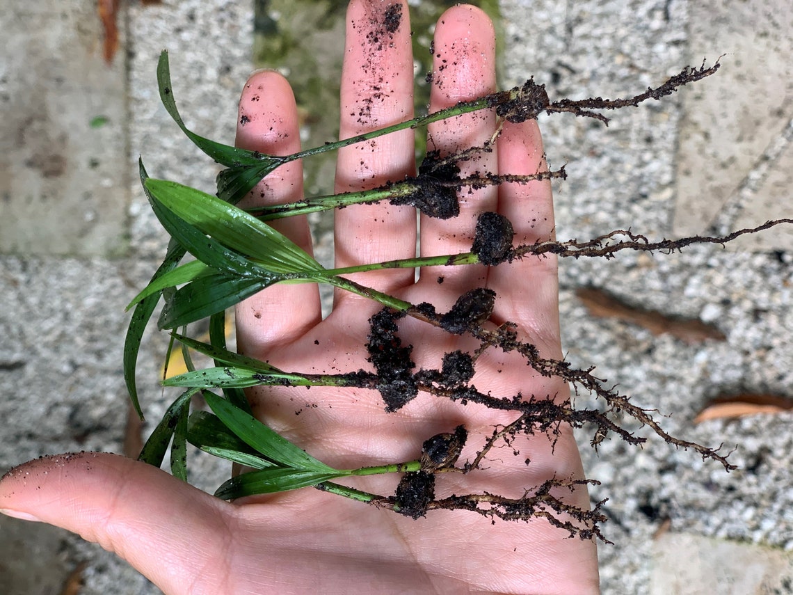 Fresh Organically Grown Palm Tree Seedlings Etsy