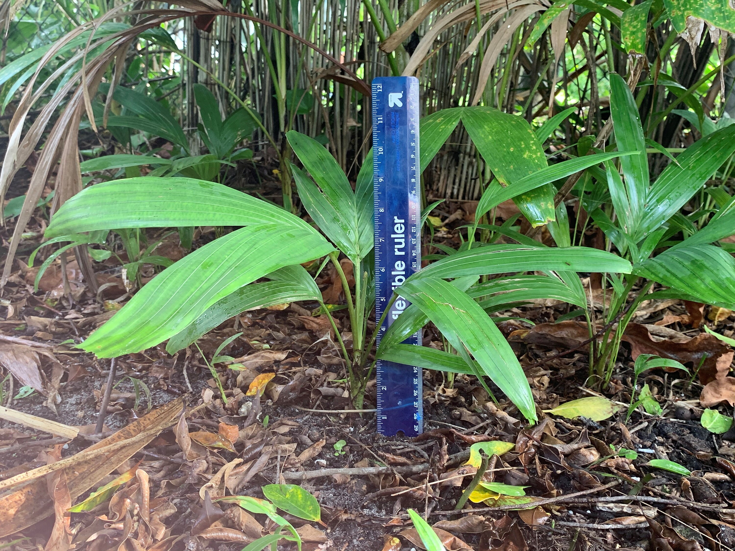 Fresh Organically Grown Palm Tree Seedlings Etsy