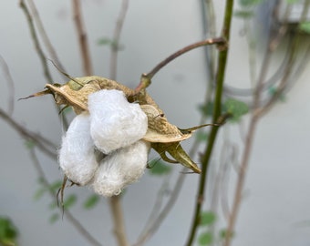 10 Cotton seeds