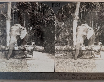 Stereoscopic - Stereograph Card - An Elephant at Work in Burma