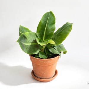 May include: A vibrant green banana plant with broad, paddle-shaped leaves growing out of a classic terracotta clay pot. The plant features multiple upright stems and lush foliage, resting in a matching circular terracotta saucer on a plain surface.