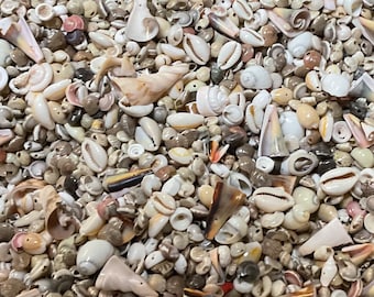 300 Sea shell beads, drilled natural seashells, for jewelry, earrings, bracelets, bead mosaics and more.