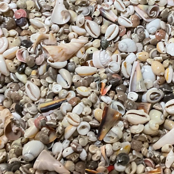 300 Sea shell beads, drilled natural seashells, for jewelry, earrings, bracelets, bead mosaics and more.