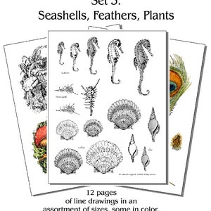 Printed Wood Burning Pyropaper, Seashells, Feathers, and Plants (Set 3) For woodburning on wood, gourds, eggs, leather and more. 12 pages