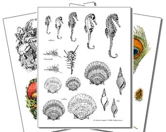 Printed Wood Burning Pyropaper, Seashells, Feathers, and Plants (Set 3) For woodburning on wood, gourds, eggs, leather and more. 12 pages