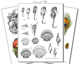 Wood Burning Pyropaper: Seashells, Feathers, Plants (Set 3)