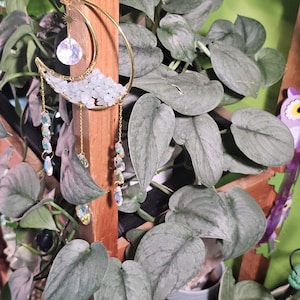 Scindapsus Platinum Java freshcut or rooted cut