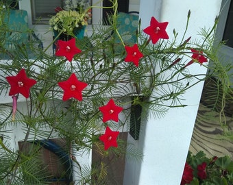 Hummingbird Vine Seeds Red Cypress Vine Flowering Climbing Vine Seeds 20 seeds per pack