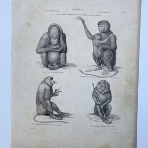 Può includere: Una stampa scientifica vintage in bianco e nero intitolata MAMMALIA che presenta quattro illustrazioni dettagliate di primati. Il testo include Order Quadrumana, Family Simiadae e le etichette per Simia Satyrus, Semnopithecus Maurus, Simnopithecus Nasicus e Cynocephalus Mormon.
