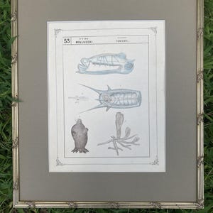 1863 Italian Zoological Print - HAND COLORED (sea squirts/tunicate)