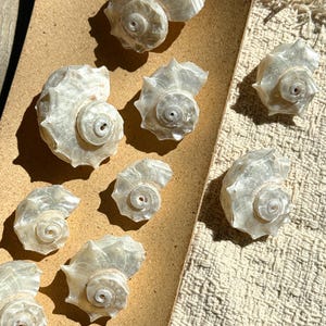 May include: A collection of eight iridescent white spiral seashells arranged in a group. Each shell features a distinct coiled structure with a central point and a textured, pearlescent surface that reflects light, creating subtle highlights and shadows.