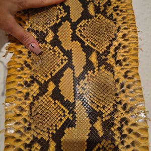 Piel de serpiente auténtica. Piel exótica para proyectos de manualidades.