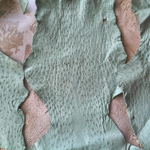 May include: A light mint green ostrich leather hide featuring a distinct quill pattern with raised bumps across the surface. The hide is irregularly shaped with natural edges and a textured, porous appearance characteristic of genuine ostrich skin.