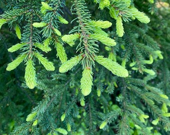 Spruce Tip Elixir