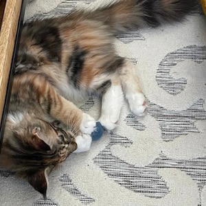 May include: A calico cat with white paws plays with a blue and white toy on a white and gray patterned rug.