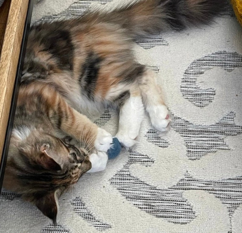 May include: A calico cat with white paws plays with a blue and white toy on a white and gray patterned rug.