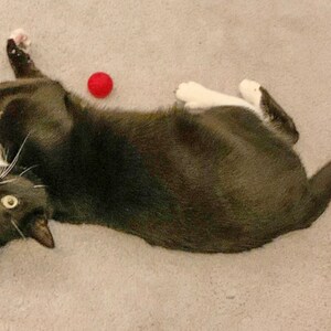 May include: A black and white cat with a white patch on its chest lies on a light gray carpet with a red ball nearby.