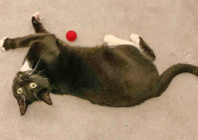 May include: A black and white cat with a white patch on its chest lies on a light gray carpet with a red ball nearby.