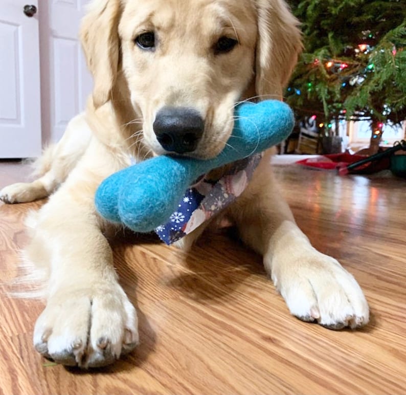 May include: A golden retriever puppy with a blue and white patterned bandana is holding a blue plush bone toy in its mouth. The dog is sitting on a wooden floor.