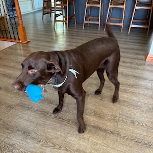 May include: A brown Labrador Retriever dog playing with a blue toy in a home setting. The dog is standing on a wood floor with a kitchen counter and bar stools in the background.