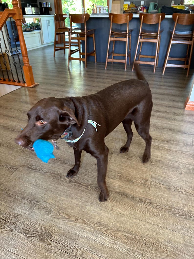 May include: A brown Labrador Retriever dog playing with a blue toy in a home setting. The dog is standing on a wood floor with a kitchen counter and bar stools in the background.