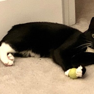 May include: A black and white cat with white paws and a white patch on its chest is playing with a green ball. The cat is lying on a light brown carpet.