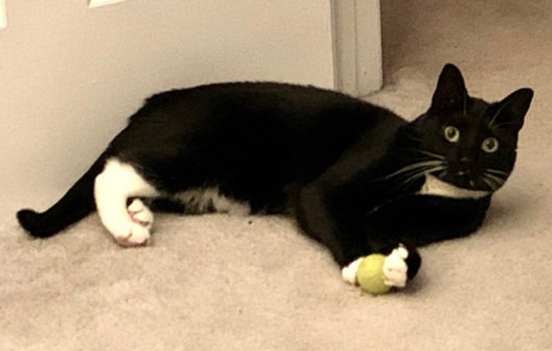 May include: A black and white cat with white paws and a white patch on its chest is playing with a green ball. The cat is lying on a light brown carpet.