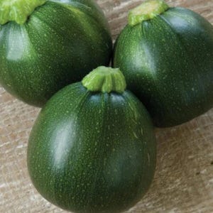 Zucchini-squash med åtta bollar | Rund sommarsquash | Grönsaker från vår trädgård med 50+ frön