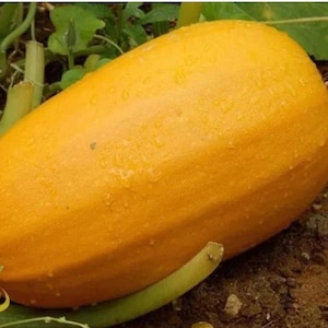 Puede incluir: Una calabaza espagueti de color amarillo brillante y forma oblonga que descansa sobre tierra oscura. La piel de la calabaza es lisa con gotas de agua visibles dispersas por su superficie. Tallos y hojas verdes son visibles cerca de la base.