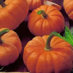 Peut inclure: Une collection de petites citrouilles rondes et orange avec une peau lisse et côtelée et des tiges vertes courtes et robustes. Les citrouilles sont disposées en grappe, mettant en valeur leur couleur vive et leurs formes naturelles et arrondies.