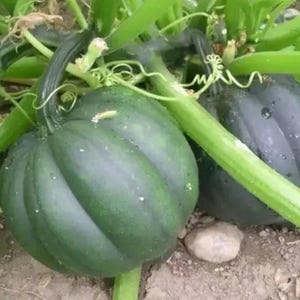 Table Queen Acorn Squash Frön, Arv Vintergrönsak, 50+ Frön