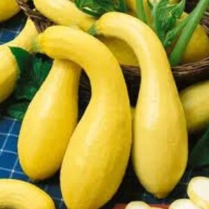 Gul Crookneck Squash | Gyllene Sommar Heirloom Summer | Icke-GMO Grönsaksträdgård 50+ Frön
