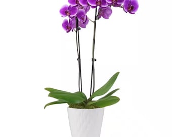 Premium Orchid (Phalaenopsis) Purple Plant in 5 In. White Ceramic Pottery
