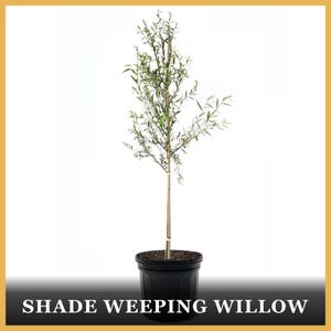 May include: A young weeping willow tree with slender, light green leaves and thin, flexible branches. The tree is supported by a central wooden stake and is planted in a black plastic nursery pot filled with dark brown soil and mulch.