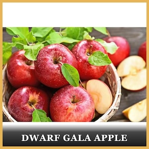 May include: A woven basket filled with fresh red Gala apples, some featuring green leaves and water droplets on their skins. A few apple slices are visible outside the basket. The text DWARF GALA APPLE is printed at the bottom of the image.