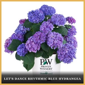May include: A potted Let's Dance Rhythmic Blue Hydrangea plant featuring clusters of vibrant blue and purple flowers with dark green serrated leaves. The white plastic pot displays the black text Proven Winners and the plant name.