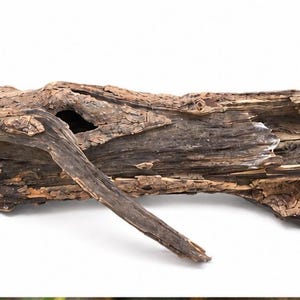 Natural Hollow Driftwood with Tunnel – One of a Kind Terrarium Wood – Unique Spider & Reptile Hide – Rustic Woodland Decor. 26.3.1.long