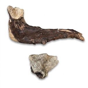 2 Natural Driftwood Pieces for Dry Terrariums | Weathered Wood | Reptile & Tarantula Habitat 26.2.2