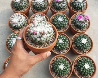Ice Cream Cactus Clustered Mammillaria Succulent, Easy Grow Desktop Potted Plant