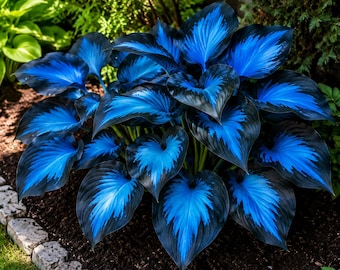 100 semi di Hosta blu-nera, pianta ornamentale a fogliame blu intenso che ama l'ombra.
