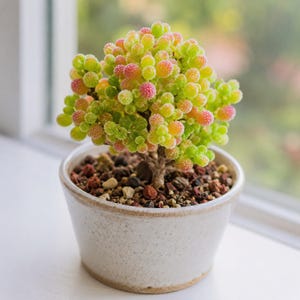 May include: A small succulent plant with rounded, textured leaves in shades of lime green, yellow, and pink. The plant is rooted in dark, coarse soil within a speckled, off-white ceramic pot that has a simple, tapered cylindrical shape.