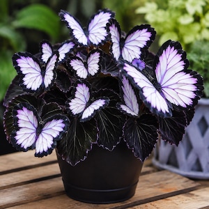May include: A potted plant featuring dark, deep purple foliage with several prominent, white and purple butterfly-shaped decorations attached to the leaves. The plant is housed in a simple, solid black cylindrical pot, creating a high-contrast display.