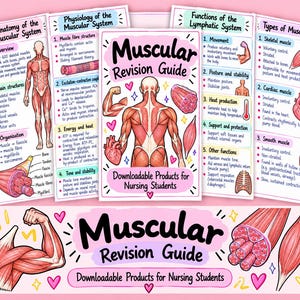 Könnte beinhalten: Ein digitales Lehrplakat mit dem Titel Muscular Revision Guide für Pflegestudierende. Es zeigt anatomische Illustrationen des menschlichen Muskelsystems, Muskelfasern und des Herzens sowie Text zur Muskelphysiologie und -funktion.
