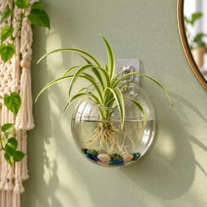 May include: A clear, spherical glass wall planter mounted with a transparent adhesive hook. Inside the bowl, a spider plant with green and white variegated leaves grows in water, with its roots resting on a layer of small, colourful decorative stones.