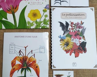Educational booklet: Pollination, Flowers and pollinating insects, Botanical illustration, Teaching aid, Montessori education