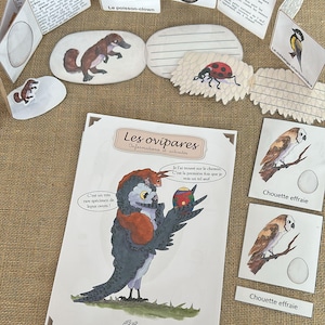 May include: A collection of educational cards and a central sheet titled Les ovipares featuring illustrations of animals like a clownfish, owl, ladybug, and platypus. The materials include descriptive text in French, lined writing spaces, and drawings of eggs.