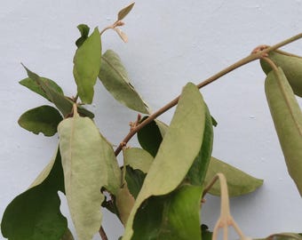 Dried Silktree Mistletoe Leaves (Dendrophthoe pentandra)
