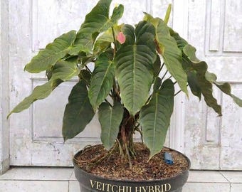 Anthurium vietchii-Hybride selten